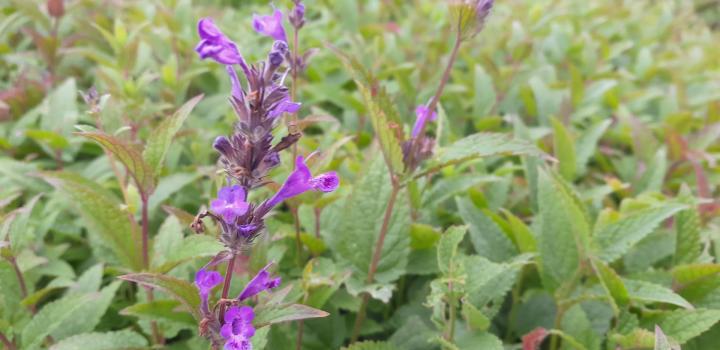 Nepeta kubanica