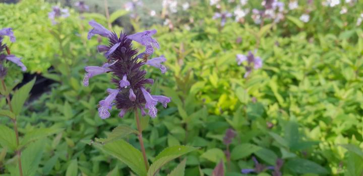 Nepeta manchuriensis 'Manchu Blue'