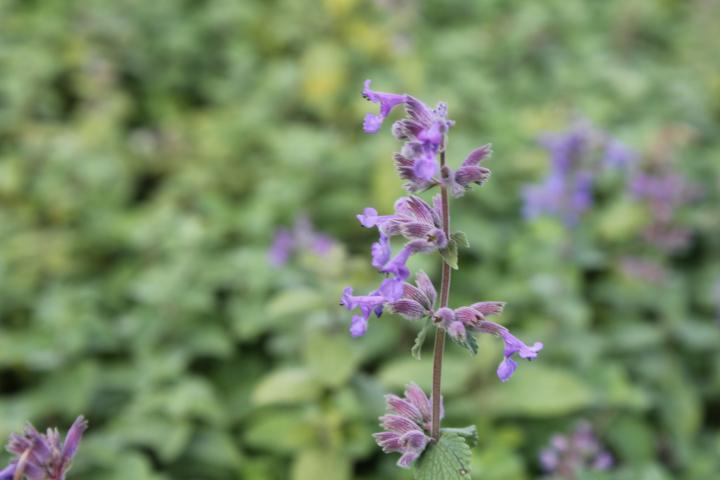 Nepeta mussinii