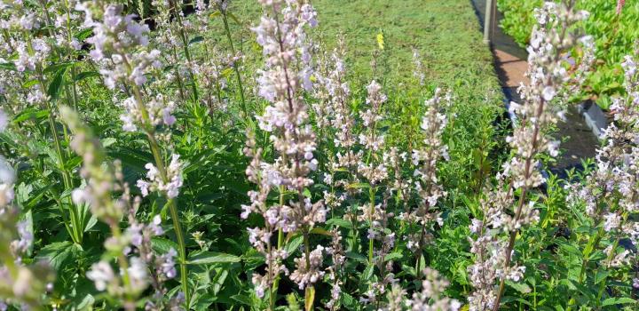 Nepeta nuda 'Purple Cat'