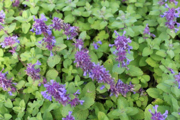 Nepeta racemosa 'Odeur Citron'