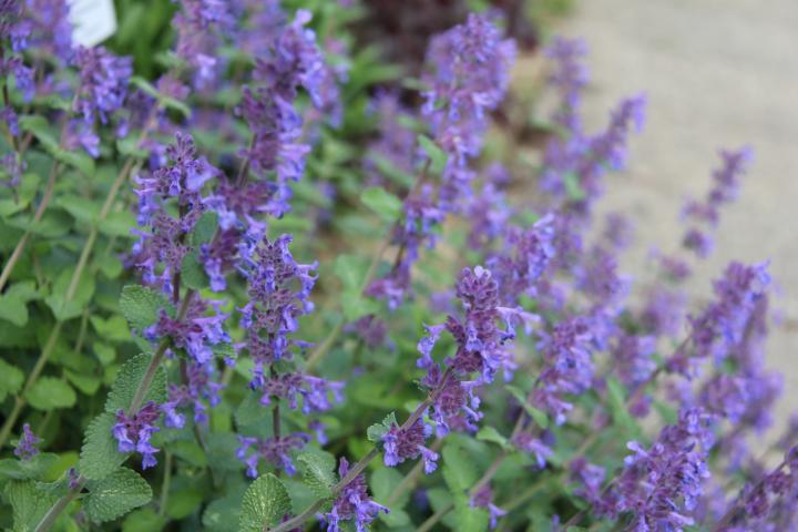 Nepeta racemosa 'Odeur Citron'