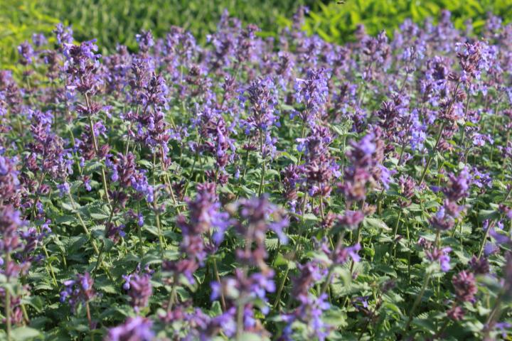 Nepeta racemosa 'Superba' (faassenii 'Superba')
