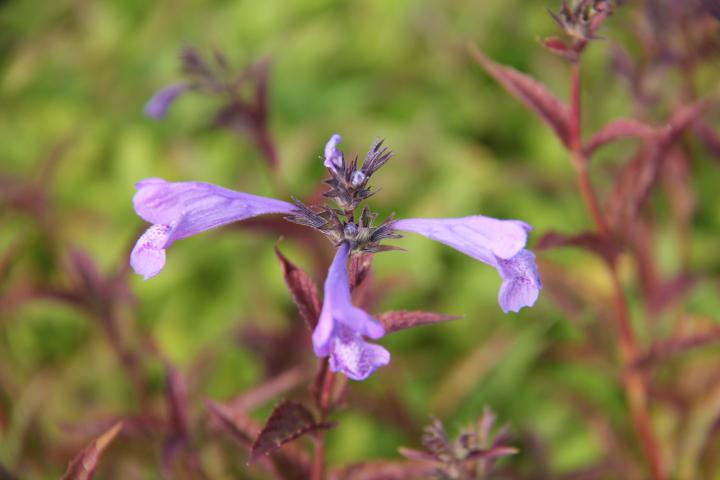 Nepeta sibirica