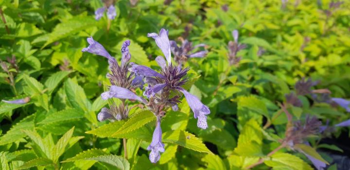 Nepeta subsessilis 'Laufen'