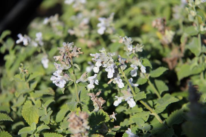 Nepeta racemosa 'Snowflake'