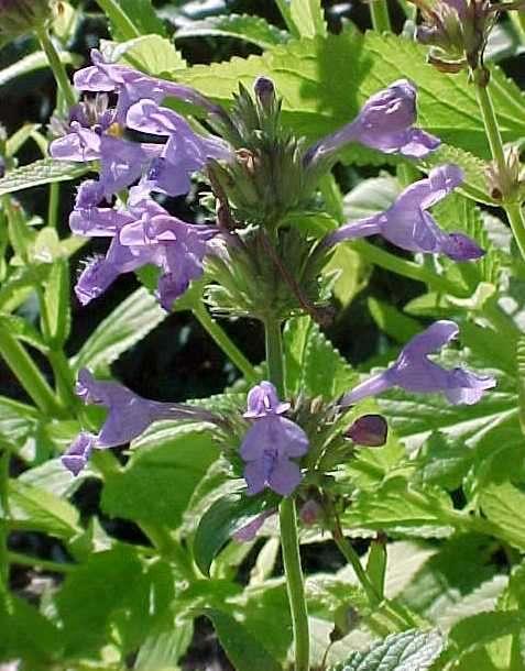 Nepeta sibirica 'Souvenir d'André Chaudron'