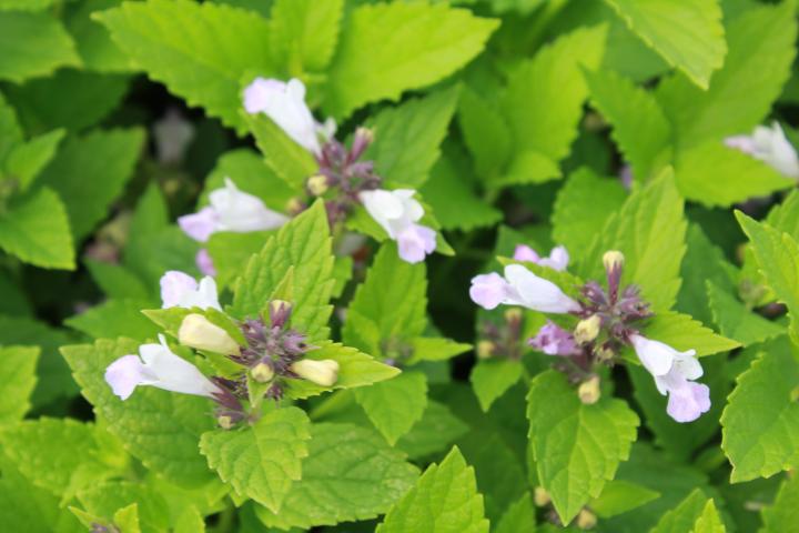 Nepeta subsessilis 'Sweet dreams'