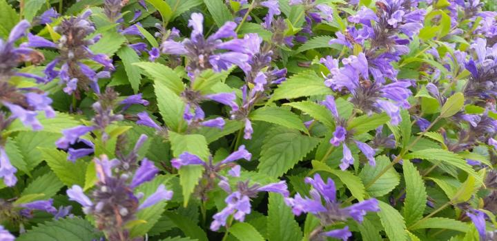 Nepeta subsessilis