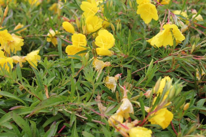 Oenothera  'African Sun' PBR