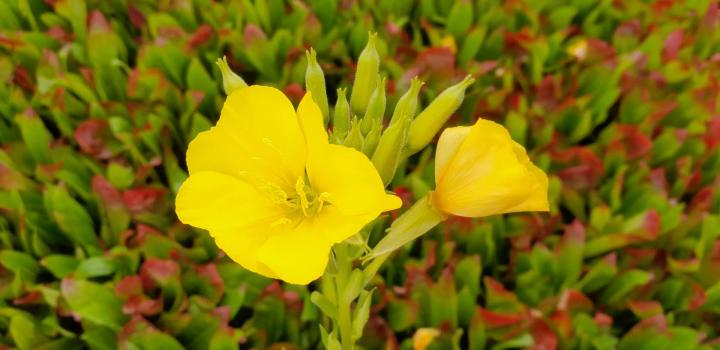Oenothera biennis