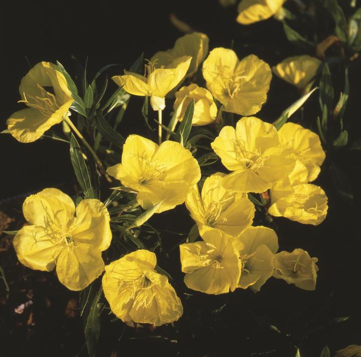 Oenothera macrocarpa