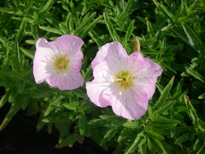 Oenothera speciosa 'Siskiyou'