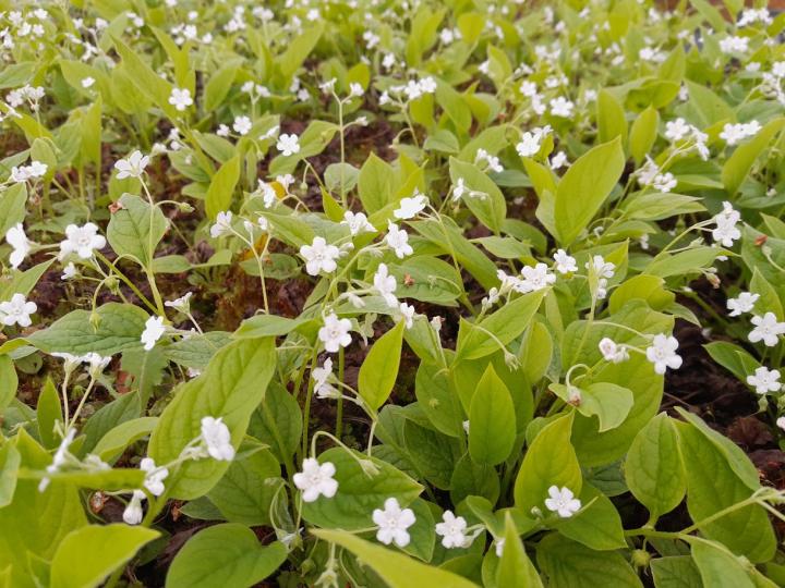 Omphalodes verna 'Alba'