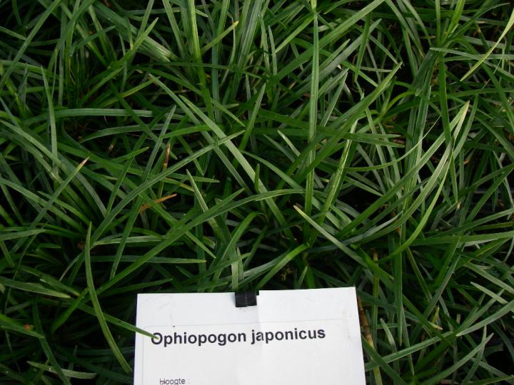Ophiopogon japonicus