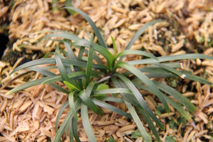 Ophiopogon japonicus 'Minor'