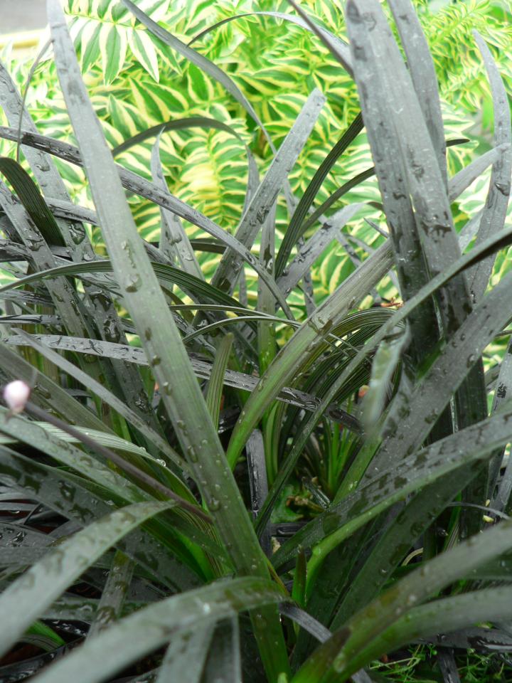 Ophiopogon planiscapus 'Black Dragon'
