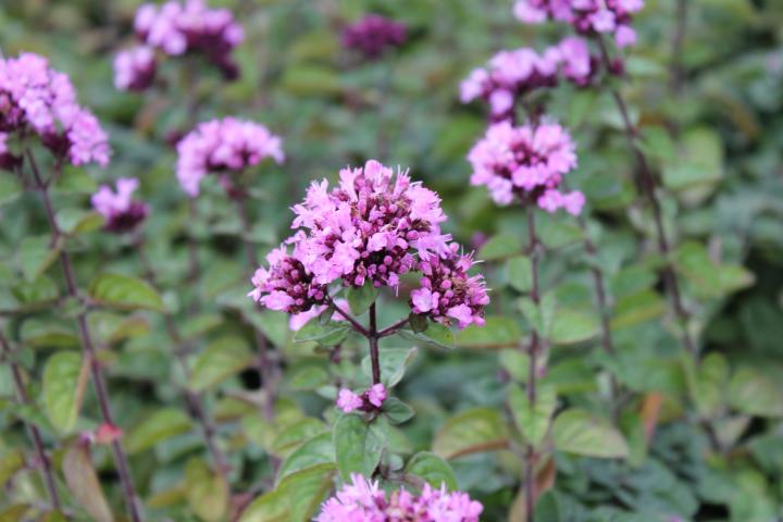 Origanum  'Rosenkuppel'