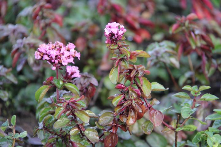 Origanum  'Rosenkuppel'