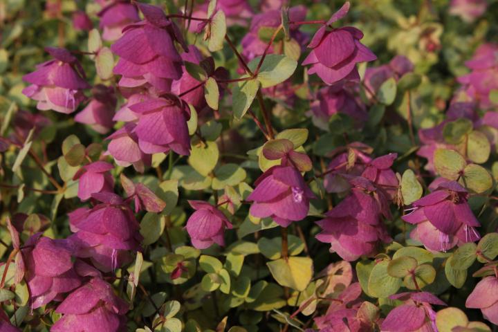 Origanum rotundifolium 'Kent Beauty'