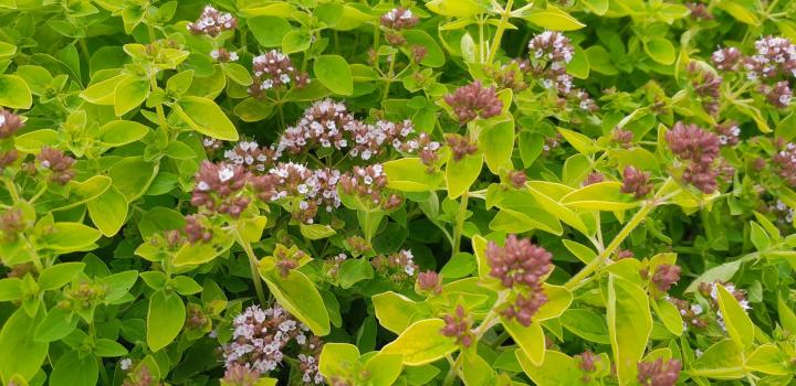 Origanum vulgare 'Aureum'