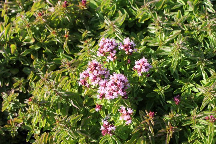 Origanum vulgare 'Compactum'
