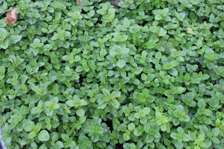Origanum vulgare