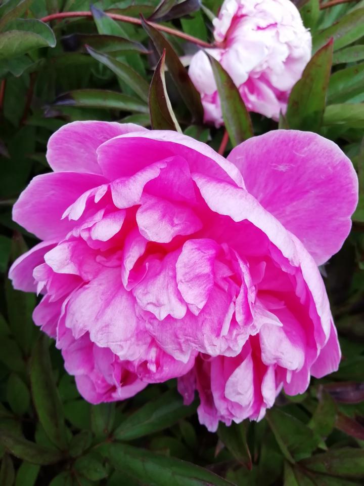 Paeonia lactiflora 'Alexander Fleming' 1l.