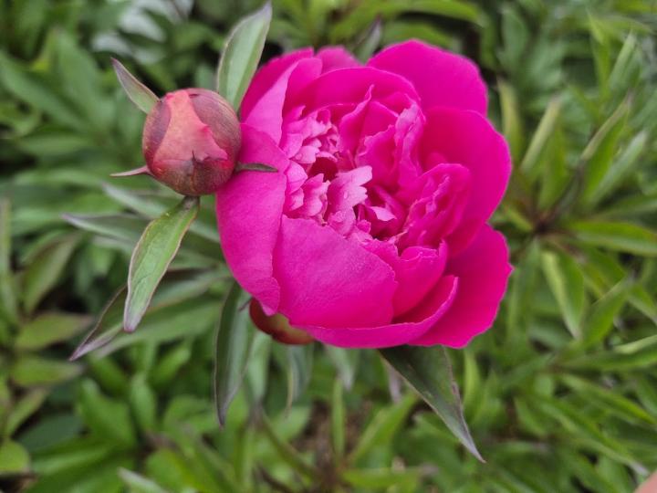 Paeonia lactiflora 'Cora Stubbs' 1l.