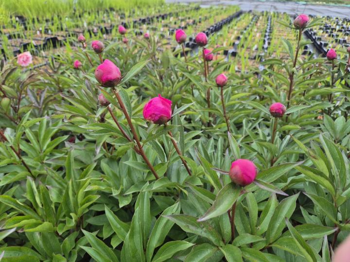 Paeonia lactiflora 'Cora Stubbs' 1l.