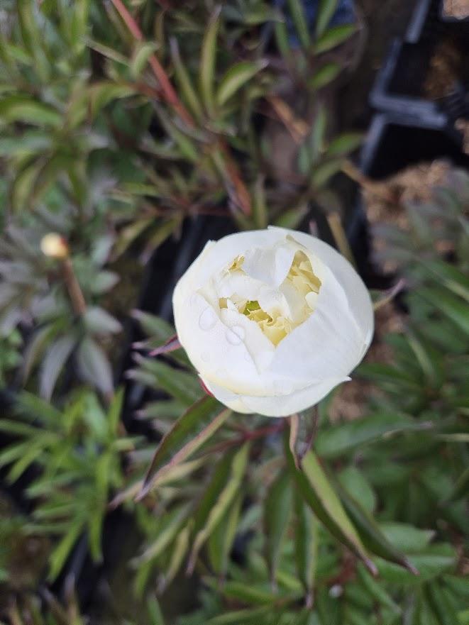 Paeonia lactiflora 'Duchesse de Nemours' 1l.