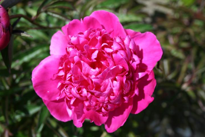 Paeonia lactiflora 'Felix Crousse' 1l.