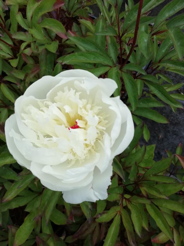 Paeonia lactiflora 'Immaculée' 1l.