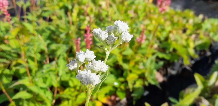 Parthenium integrifolium