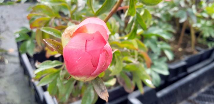 Paeonia itoh 'Sunset and Rainbows' 1l.