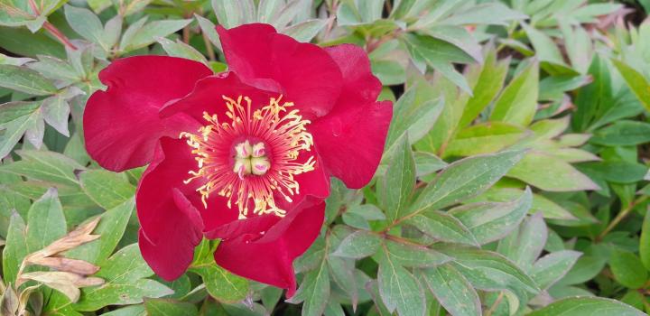 Paeonia itoh 'Scarlet Heaven' 1l.