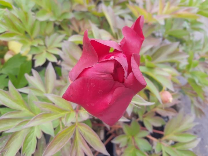 Paeonia itoh 'Scarlet Heaven' 1l.
