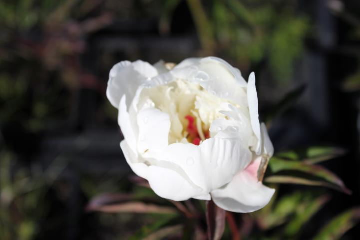 Paeonia lactiflora 'Jan van Leeuwen' 1l.