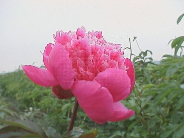 Paeonia lactiflora 'Amabilis' 1l.
