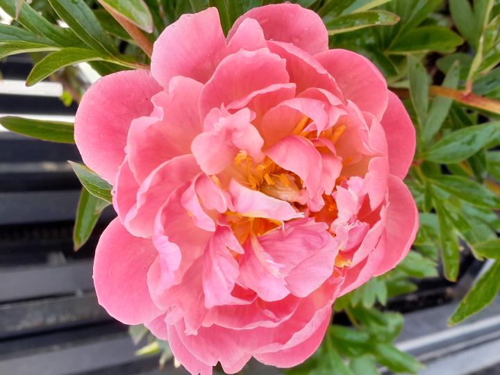 Paeonia lactiflora 'Coral Charm' 1l.