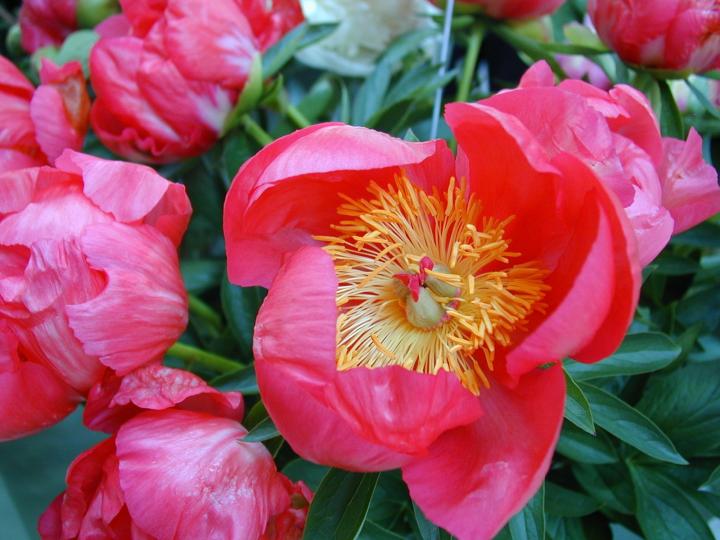 Paeonia lactiflora 'Flame' 1l.