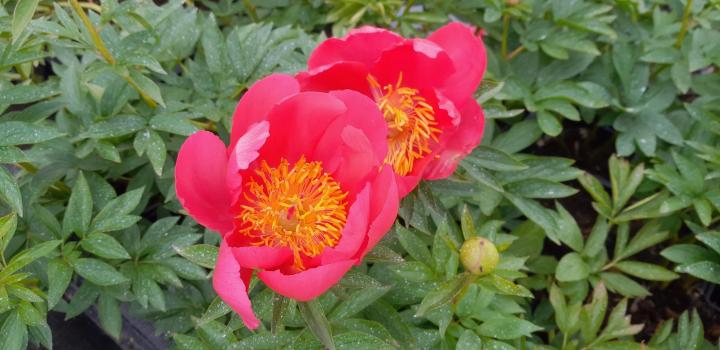 Paeonia lactiflora 'Flame' 1l.