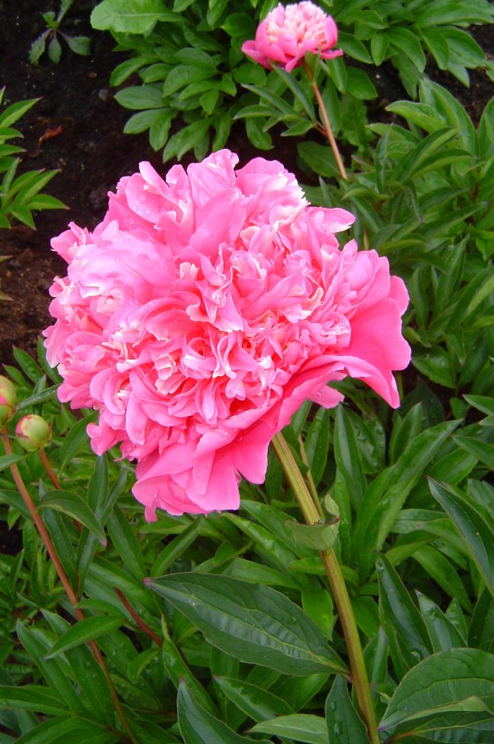 Paeonia lactiflora 'François Ortegat' 1l.