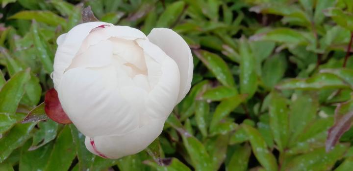 Paeonia lactiflora 'Gardenia' 1l.