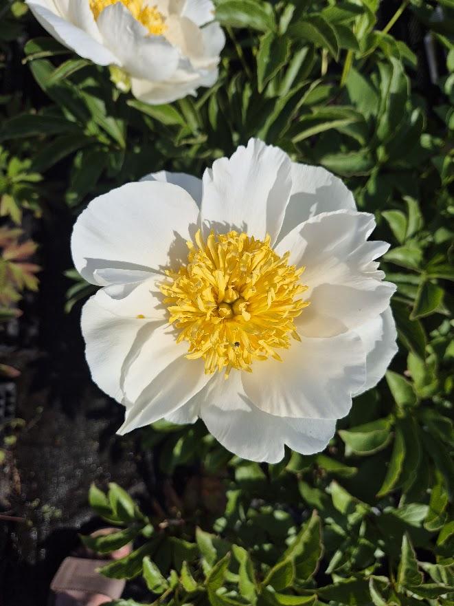 Paeonia lactiflora 'White Wings' 1l.