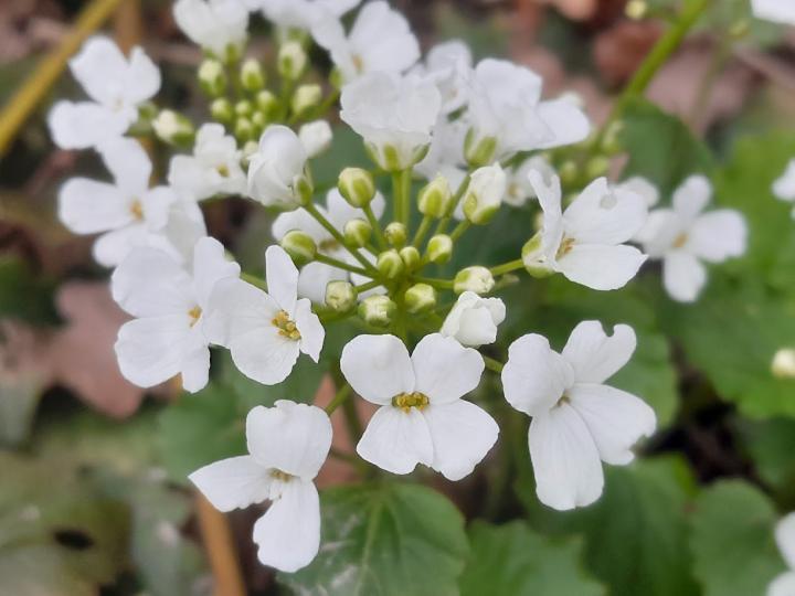 Pachyphragma macrophyllum