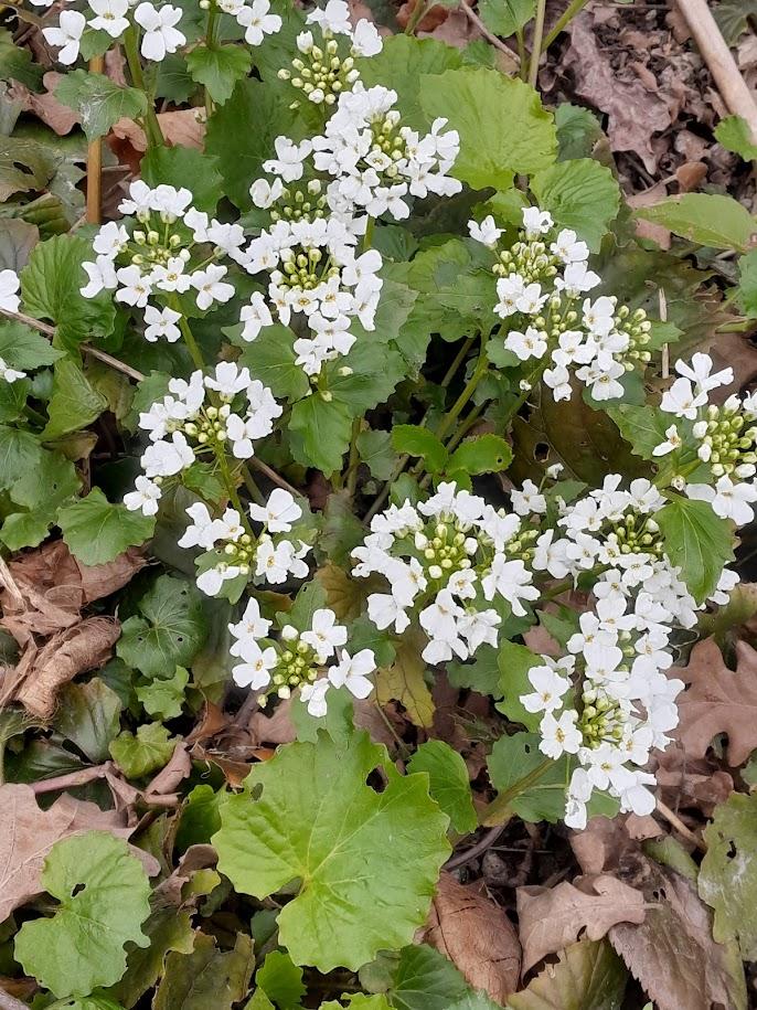 Pachyphragma macrophyllum