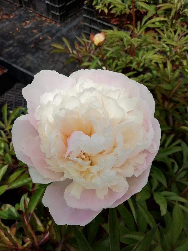 Paeonia lactiflora 'Mme. Calot' 1l.