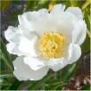 Paeonia lactiflora 'Moon of Nippon' 1l.