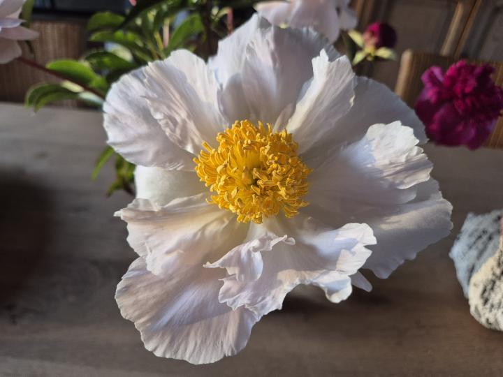 Paeonia lactiflora 'Moon of Nippon' 1l.